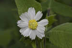 Whiteflower leafcup